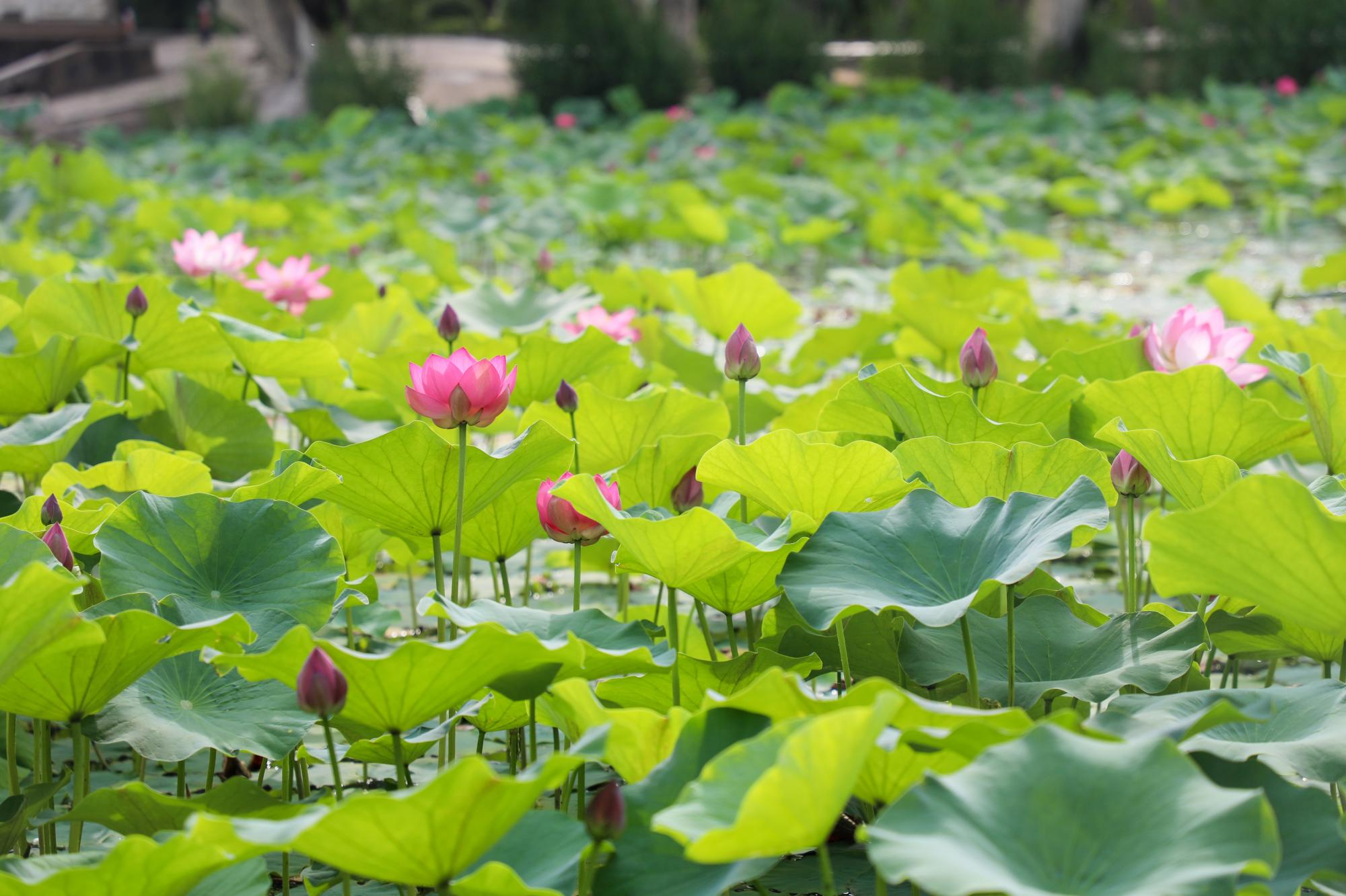 合力达映日荷花图片