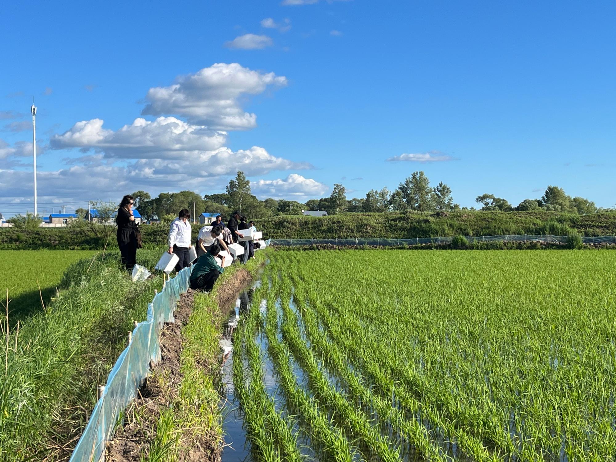 莫旗尼尔基镇哈力浅村村民陈富才在接受采访时说:"为了帮助老百姓增收