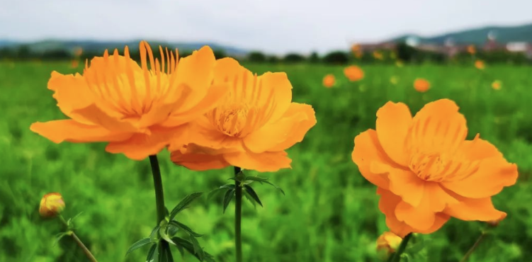 内蒙古很近 | 童话世界!草原遍地开满灿烂明媚的金莲花