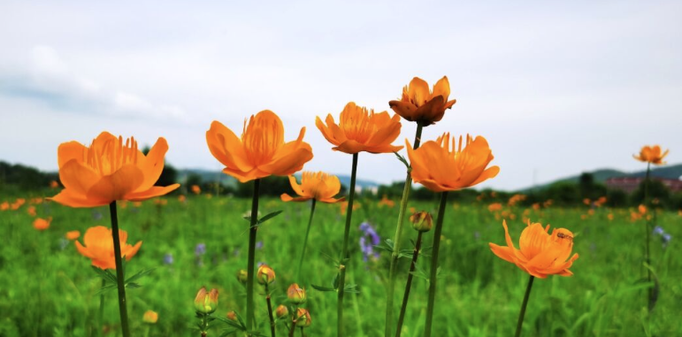 内蒙古很近 | 童话世界!草原遍地开满灿烂明媚的金莲花