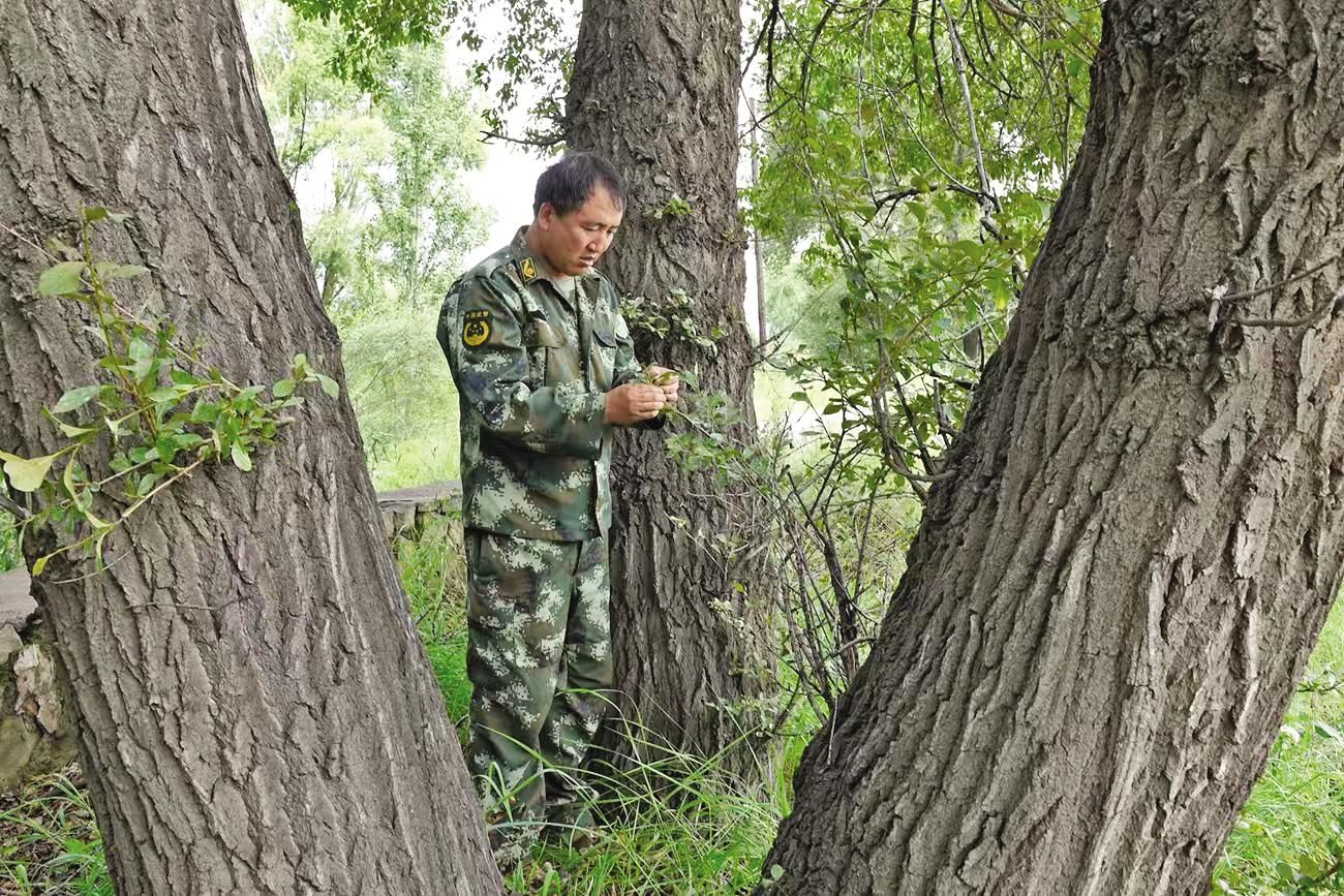 王虎根 24年守护青山常绿