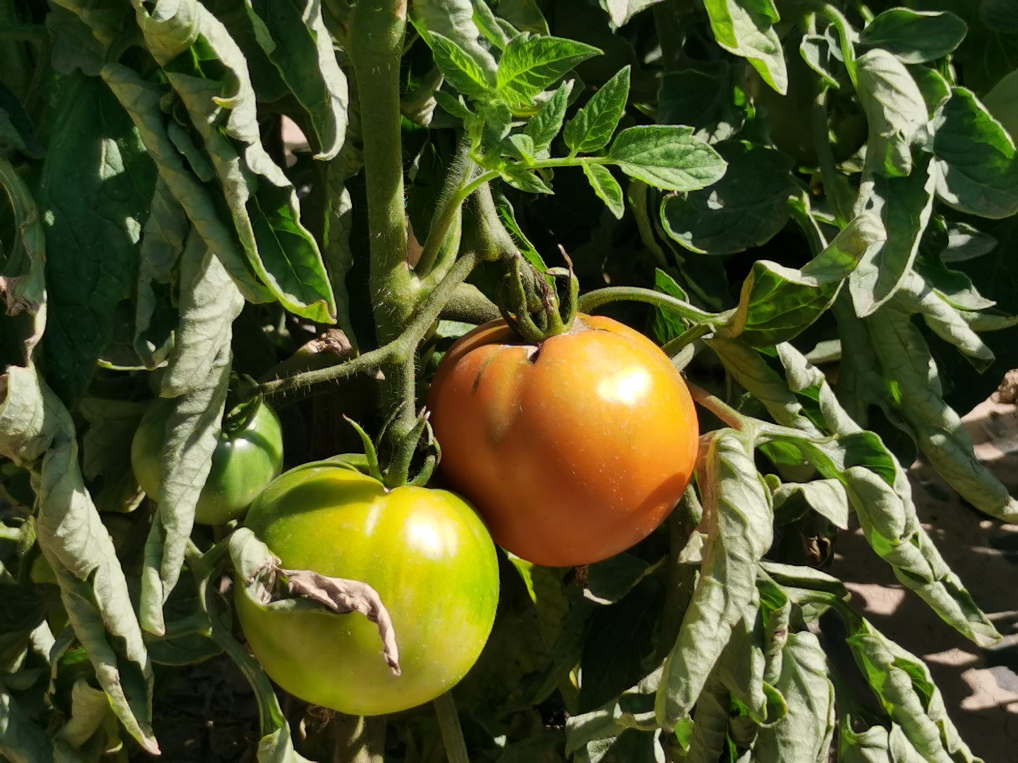 今年是该合作社第四年种植大田黄柿子,以前由于种植技术,销路等问题