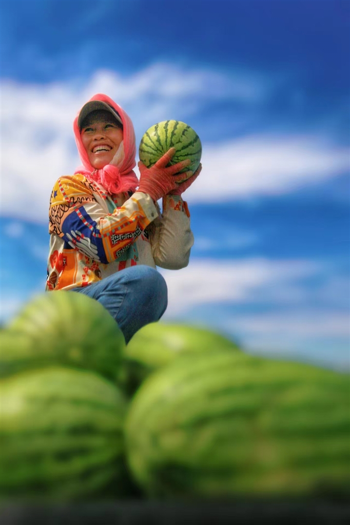 夏日河套,好一幅丰收画卷!