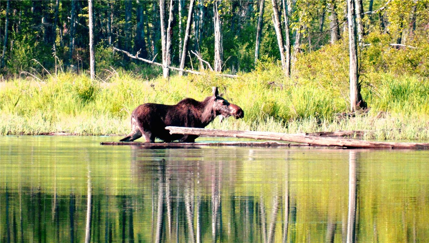 汗马国家级自然保护区:生态环境持续向好 珍稀动物频频"出镜"-新闻中