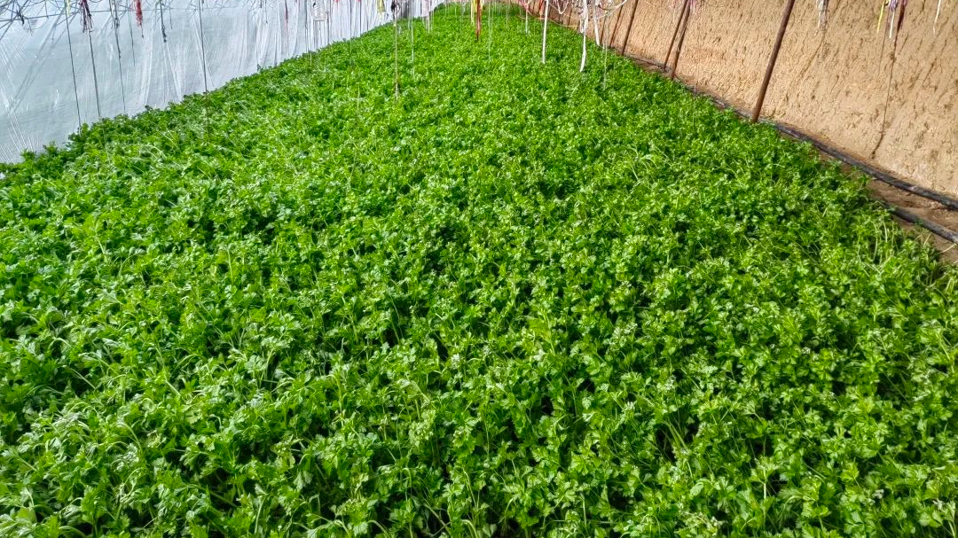 绿化苗木种植基地