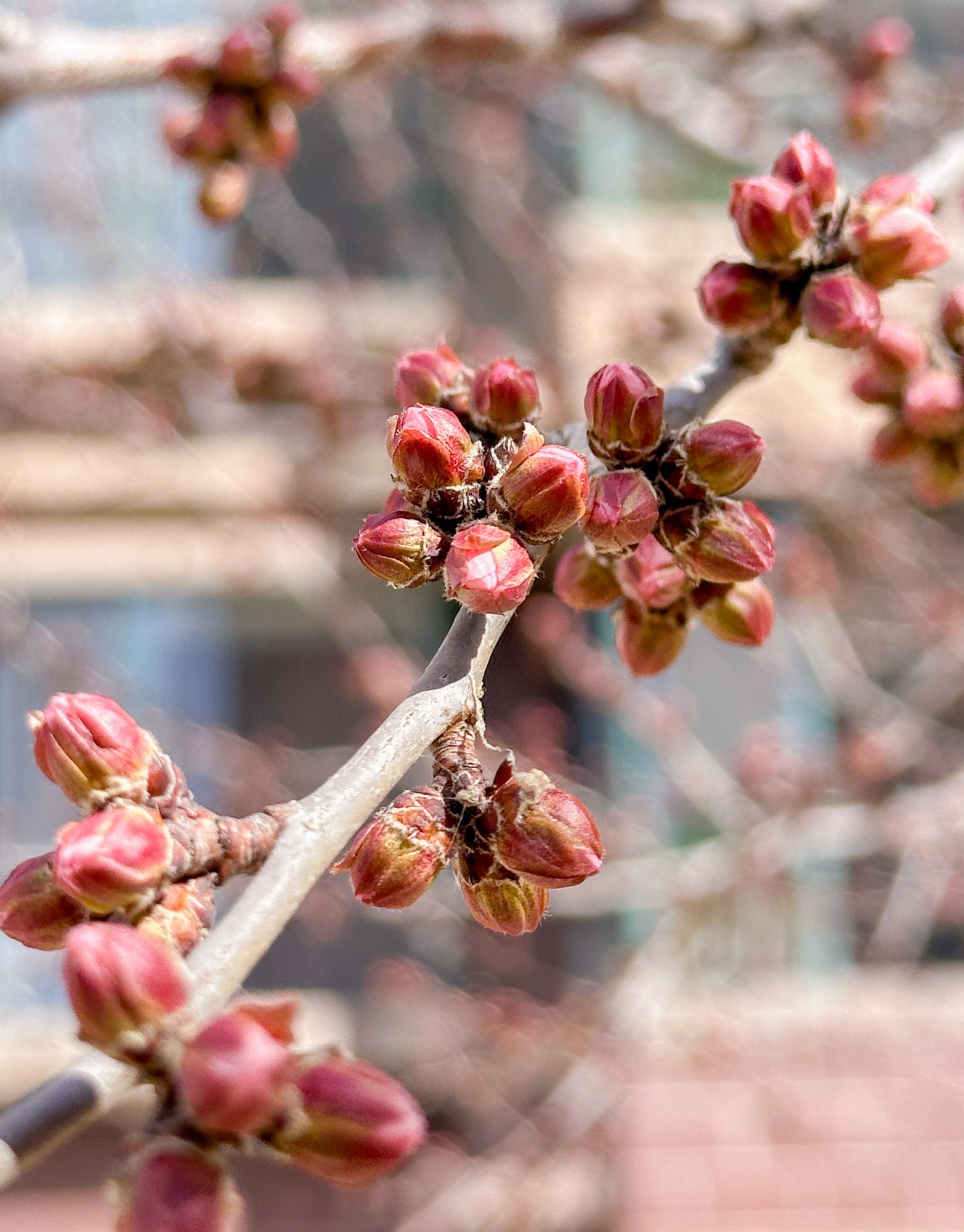 3月25日,呼和浩特桃花花蕾泛红,悄悄传递着春的讯息