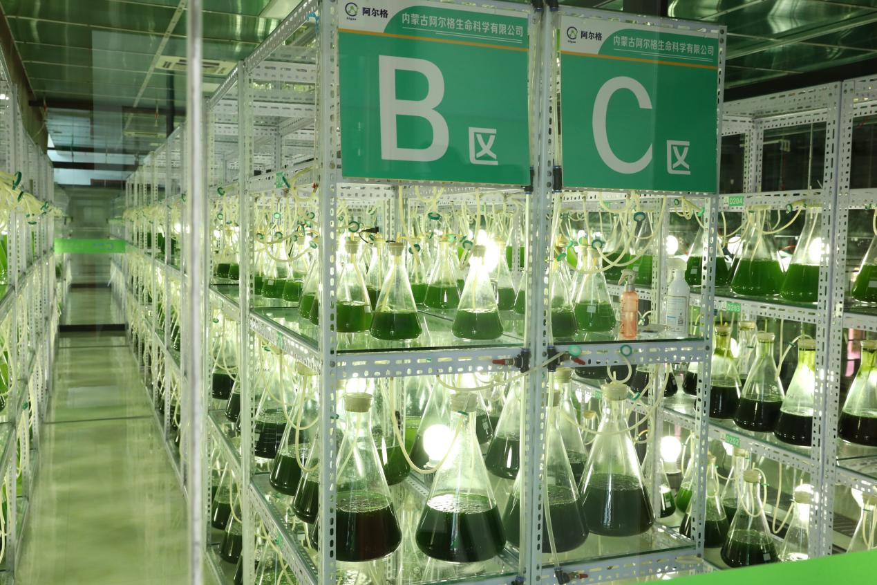 四子王旗:微藻生物肥里的生态科技含量 为乡村振兴注入绿色动能-新闻中心-内蒙古新闻网