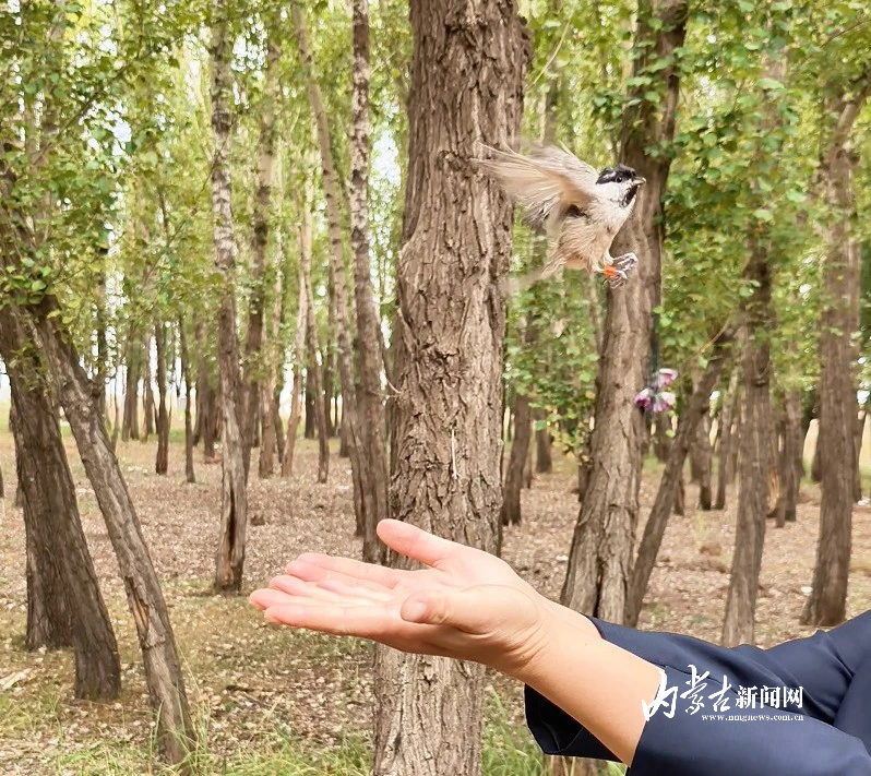 34只“飞羽精灵”重返蓝天-新闻中心-内蒙古新闻网